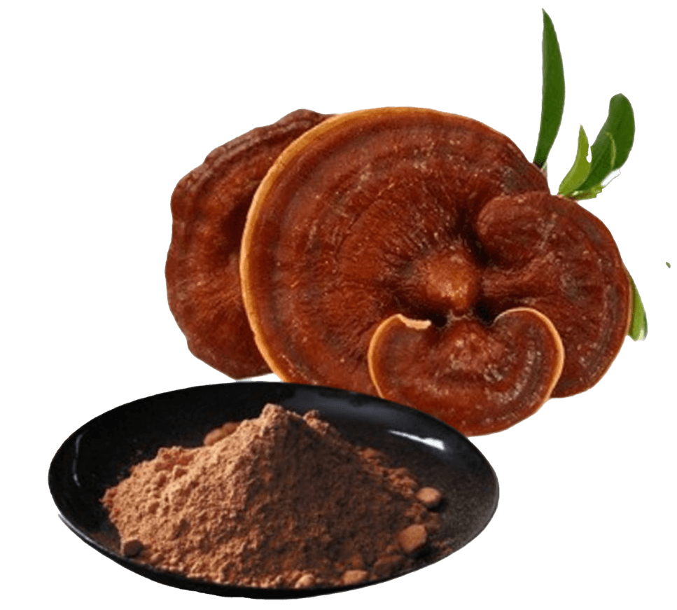 Ganoderma
